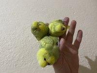 Ele alışık Jumbo muhabbet kuşu yavru