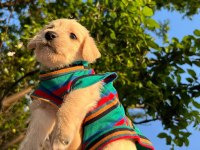 Maltipoo yavru sahiplendirme