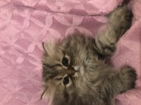 British longhair bebeğim yeni yuvası için hazır