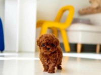 Orjinal Toy Poodle Yavrumuz