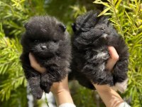 POMERANİAN BOO YAVRULARI ORJİNAL