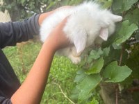 1 aylık hollanda lop tavşanı
