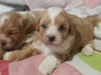 Maltipoo Yavrular