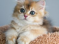 British longhair şecereli aşılı erkekler