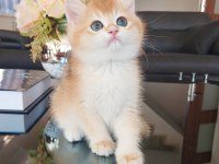 British Shorthair Erkek