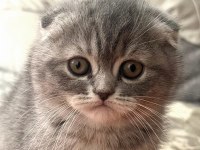 2 aylık Dişi Scottish Fold Shorthair Tabby