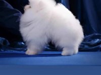 Tayland kanı şampiyon soy hattı pomeranian yavrular