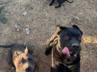 Dişi erkek eş cane corso