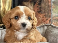 En Özel Cavapoo Yavruları Çiftlikten