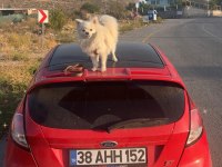 Yetişkin Tilki Surat Pomeranian