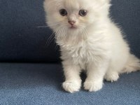 Longhair tatlı kedi