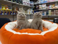 Safkan Biblo Güzelliğinde Scottish Fold