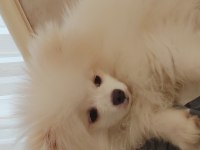 10 aylık erkek pomeranian boo