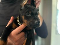 Üst Kalite Doberman Bebeklerim