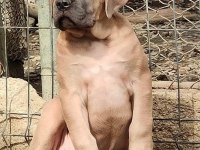 Cane Corso Formantino Yavrularımız