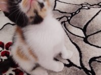 2 AYLIK GÜZEL KIZ KEDİMİZ YUVA ARIYOR