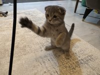 Güzellik Scottish Fold