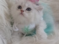 2 aylık british longhair