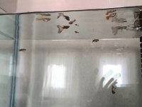 11 ADET YERLİ LEPİSTES UYGUN VERİLECEKTİR