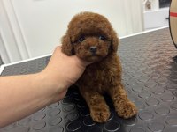 KORE KAN IRK VE SAĞLIK GARANTİLİ AŞILI DİŞİ YAVRU POODLE
