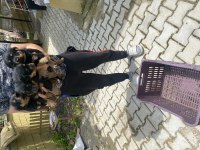 Üst vasıf rottweiler bebekler