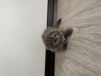 2 aylık dişi uzun tüylü scottish fold