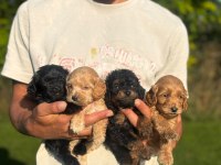 Maltipoo Bebek Yüzlü Yavrularımız Hazırlar
