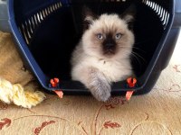 British Shorthair Erkek Yavru