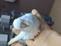 Show Jumbo Muhabbet Kuşu Yavruları