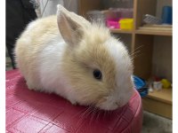 Tavşan ginepig cüce minirex