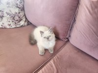 En Yakışıklı İran Kedisi Benim