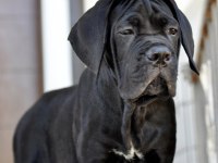 Şecere belgeli ırk ve sağlık garantili cane corso yavrular