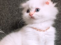 British longhair istanbul içinde ulaşımını sağlıyorum