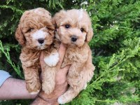 Mükemmel Güzellikteki Maltipoo Yavrularımız