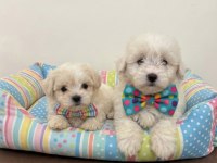 Teacup maltipoo bebekler