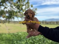 Safkan Toy Poodle