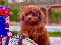 Eğitilebilir Toy Poodle Yavruları İle Evinize Neşe Katın