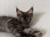 Black Smoke Erkek Üst Kaliteli Maine Coon