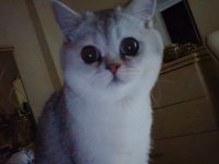 Özel Bir Irk British Shorthair Silver Shaded Ns 11