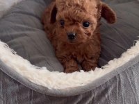 Minik Toy Poodle Bebek