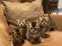 Minik scottish fold yavrularımıza yeni aileler arıyoruz