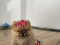Pomeranian Boo Sevimli Surat