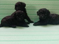 Black Toy Poodle Bebeklerimiz