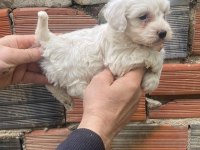 Maltese terrier yavrular ırk sağlık garantili