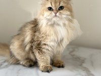 Şecereli yetişkin british longhair kediler