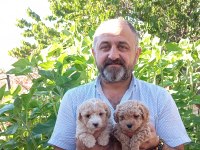 Toy ve mini boy poodle yavrularımız renk renk