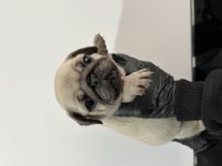 Üst kalite Pug Mops bebeler