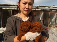 Teucap Kore red poodle bebişler hazırda