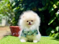 Mersin Pomeranian Boo Yavruları