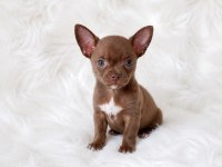 Apple Head Mini Chihuahua